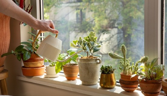 Plant Marketplace